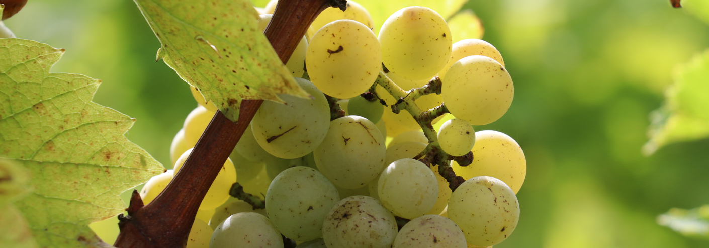 Die Weinlese 2022 hat im Weingut Winkler-Hermaden voll begonnen.